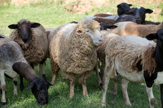 Flock of sheep on pasture. Countryside of Brazil