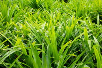 Green pandan leaves in the garden.