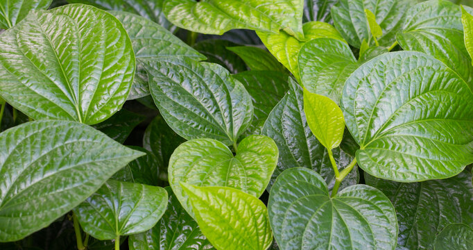 Fresh leaves of wild betel