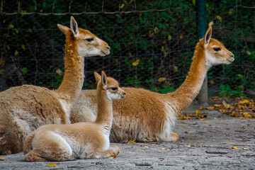 Obraz premium Vicugna baby or cria in an enclosure