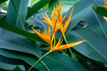 Fototapeta premium Water heliconia yellow plant