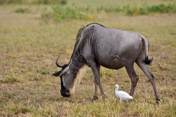 The Wildebeest in the African savanna. National park in Kenya.