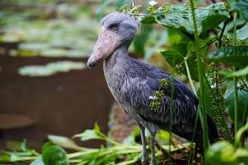 ハシビロコウの横姿