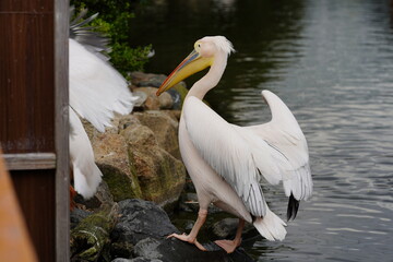 歩くモモイロペリカン