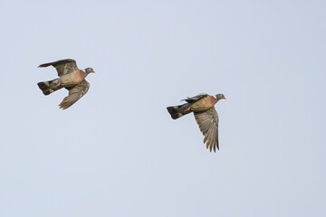 Wood pigeons in flight