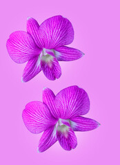 Purple orchid flower on purple background with clipping path.