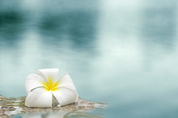 Plumeria ornament on blue water background. Spa concept.