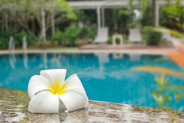 White plumeria placed on the edge of the spa concept pool.