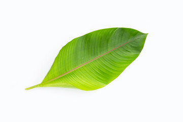 Heliconia leaf on white background.