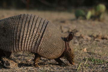 Nine-banded armadillo shows Texas wildlife animal closeup in dry field.