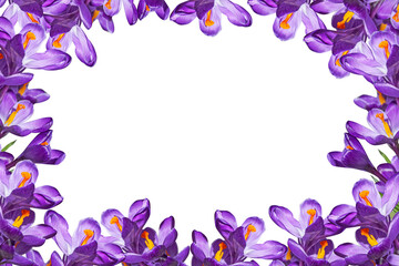 Frame of Violet Crocuses on a Transparent Background with copy space . Spring flowers.