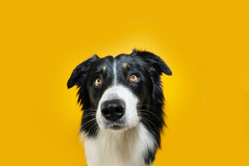 Obedience dog concept. Attentive Border collie dog with concentrate face expression, Isolated on yellow background