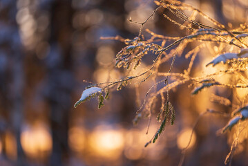 Winter sunset in the forest. Österbotten/Pohjanmaa, Finland.