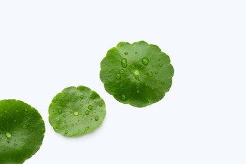 Fresh green centella asiatica leaves with rain drop