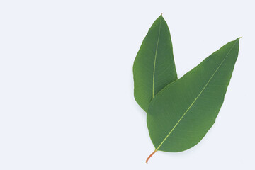 Eucalyptus leaves on white background.