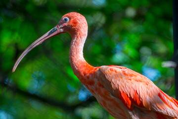 Portrait of a red scarlet ibis in a forest