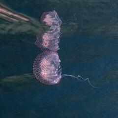 Luminescent jellyfish, Pink jellyfish, Mauve stinger, Purplestriped jelly or Purple jellyfish (Pelagia noctiluca)