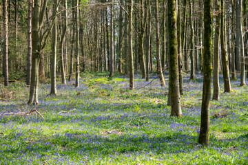 carpet of english bluebells through trees in woodland