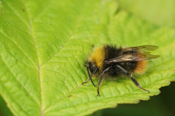 Closeup on a colorful Early bumblebee , Bombus pratorum , resting on a green leaf