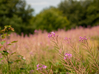 flowers in the meadow