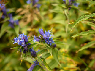 flowers in the field