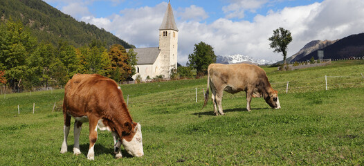 a cow on a pasture in south tyrol