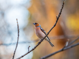 Common chaffinch, Fringilla coelebs, sits on a tree. Common chaffinch in wildlife.