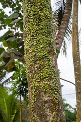 palm tree in the forest