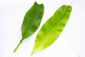 Banana leaves on white background.