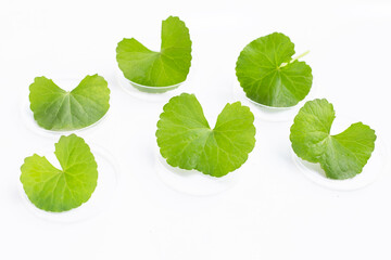 Fresh leaves of gotu kola in petri dishes on white background.