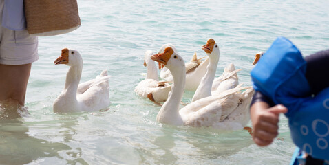 Tourists with white geese swimming in the sea. Tien beach, Koh Larn Pattaya, Thailand