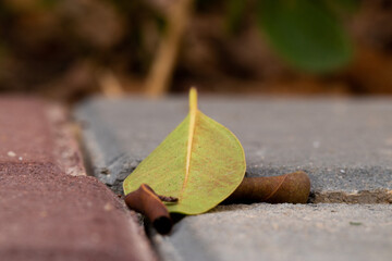 leaf on the ground
