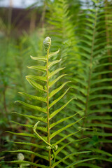 green fern leaves