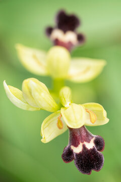 Wild yellow bee orchid growing in field