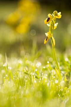 Wild yellow bee orchid growing in field