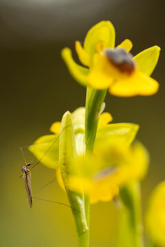 Mosquito on yellow bee orchid