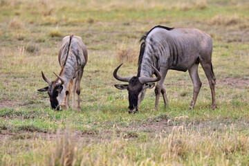 The Wildebeest in the African savanna. National park in Kenya.