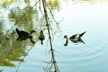 Patos