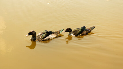 Patos