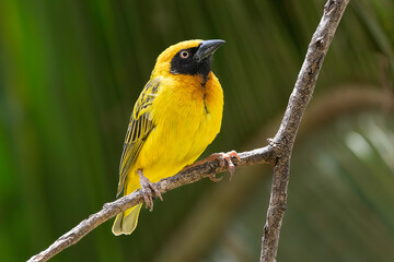 Speke's weaver (Ploceus spekei)