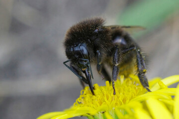 Closeup on a black red tailed bumblebee, Bombus lapidarius drinking nectar from a yellow flower