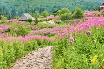 Fototapete bei efototapeten.de bestellen   