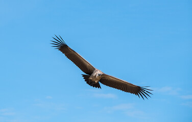 White-backed vulture (Gyps africanus) flying in the blue sky looking down for a pray in the Ngorongoro National Park Crater Reservation, Tanzania, East Africa. Beauty in Nature and travel concept.