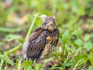 A fieldfare chick, Turdus pilaris, has left the nest and sitting on the spring lawn. A fieldfare...