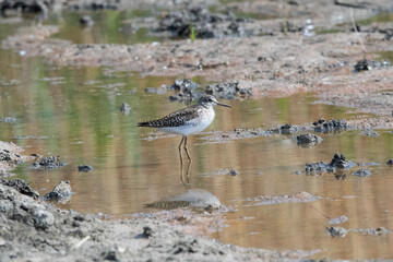 Wood sandpiper in the mud in Hungary.