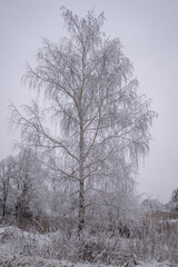Fototapeta premium frost and snow covered birch tree