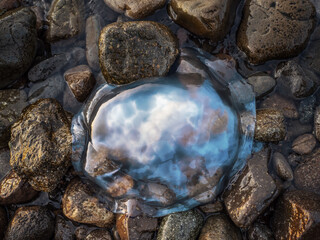 Jellyfish on rock beach stones coast close up.