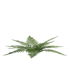 Fern leaf isolated on white