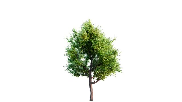
Growing tree on white and black background with different lighting (with alpha matte, cg animation) 