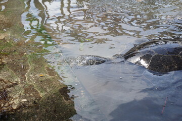 turtles in captivity